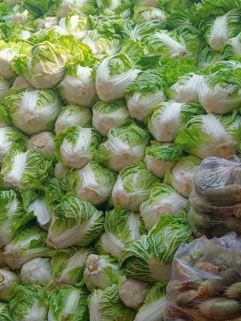 河南淮阳鸡腿白菜大量供应中，诚信合作，用心经营，顾客至上