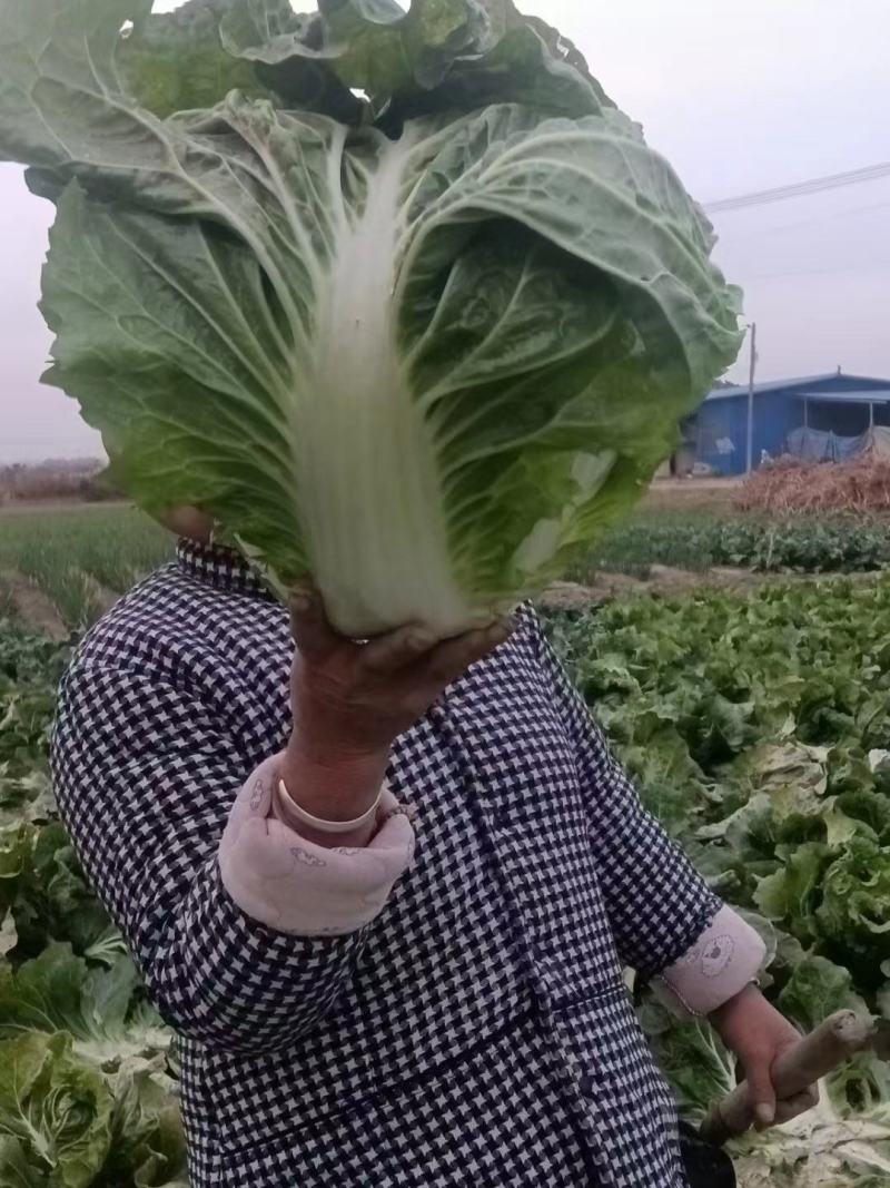 河南淮阳鸡腿白菜大量供应中，诚信合作，用心经营，顾客至上