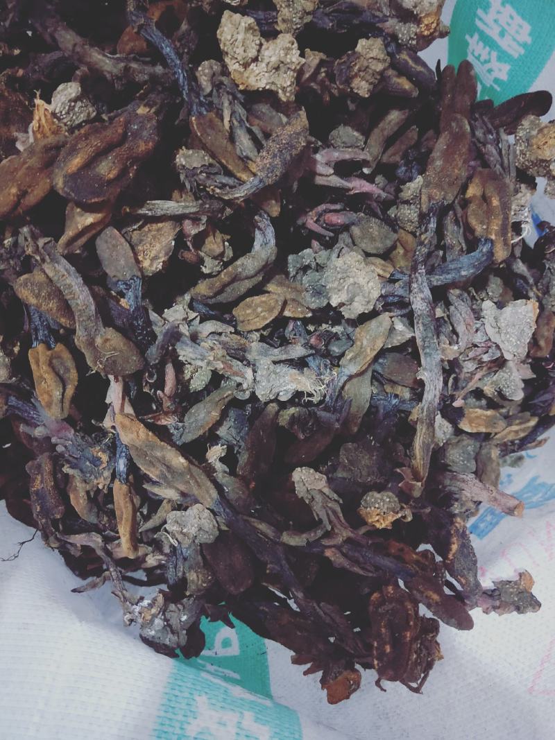 精品干回春草纯野生大量上市品质保证诚信经营可视频看货