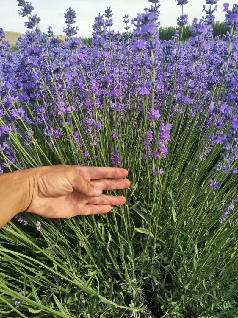薰衣草花种子多年生耐寒易活花种籽视频看货诚信为本等您来电