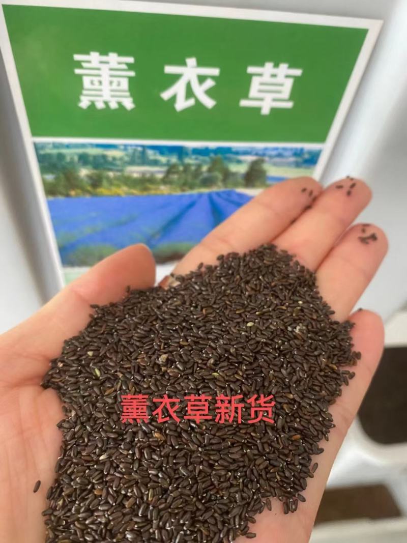薰衣草花种子多年生耐寒易活花种籽视频看货诚信为本等您来电
