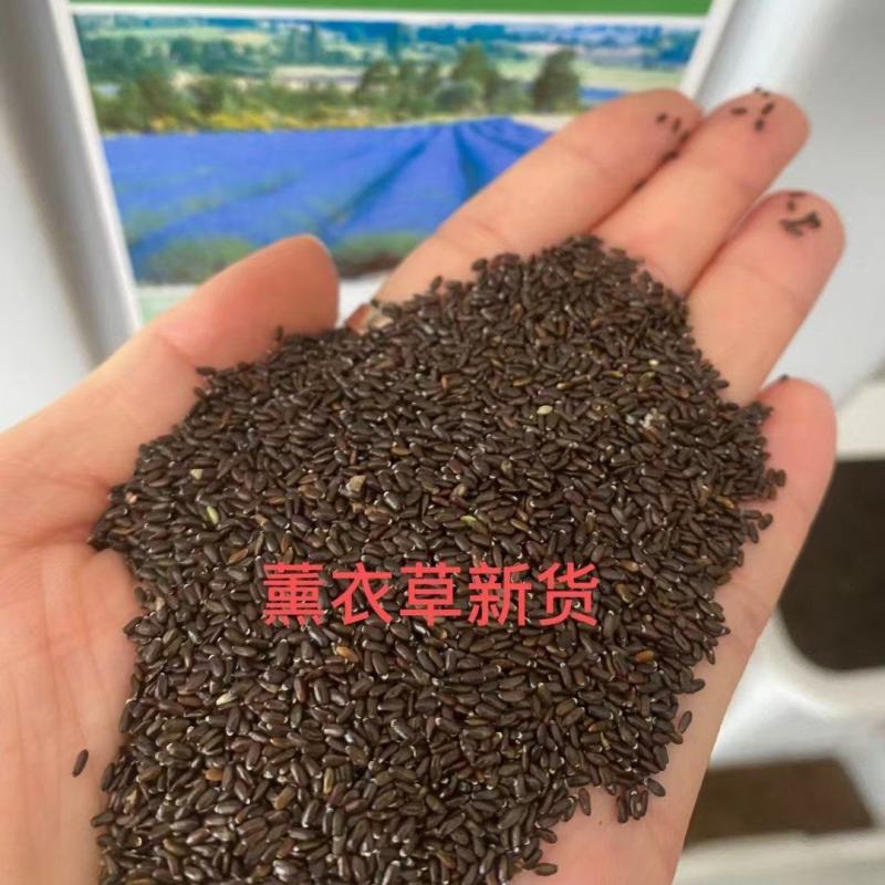 薰衣草花种子多年生耐寒易活花种籽视频看货诚信为本等您来电