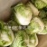 河南淮阳鸡腿白菜大量供应中，诚信合作，用心经营，顾客至上