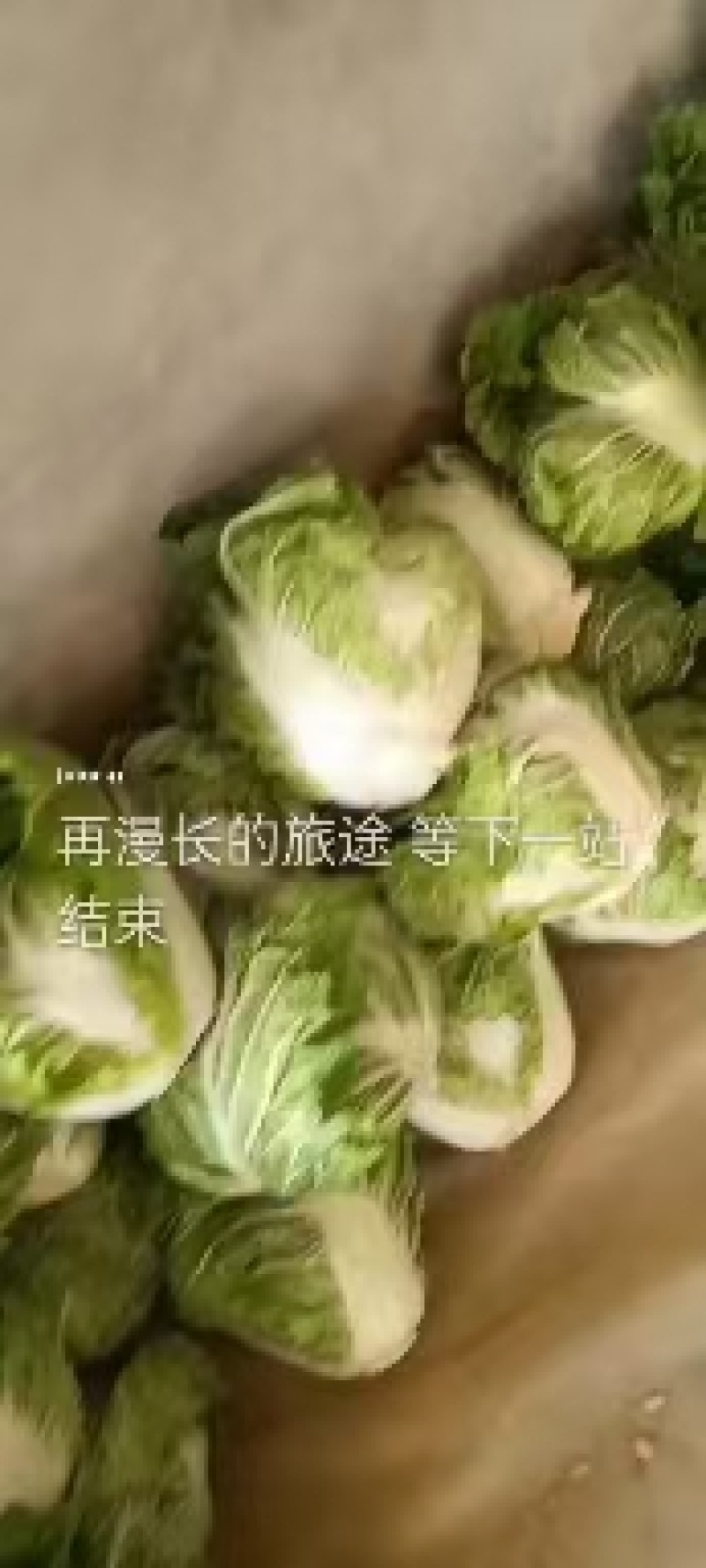 河南淮阳鸡腿白菜大量供应中，诚信合作，用心经营，顾客至上