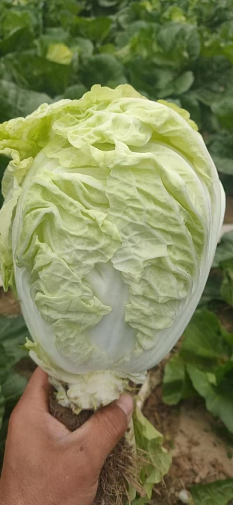 河南淮阳鸡腿白菜大量供应中，诚信合作，用心经营，顾客至上