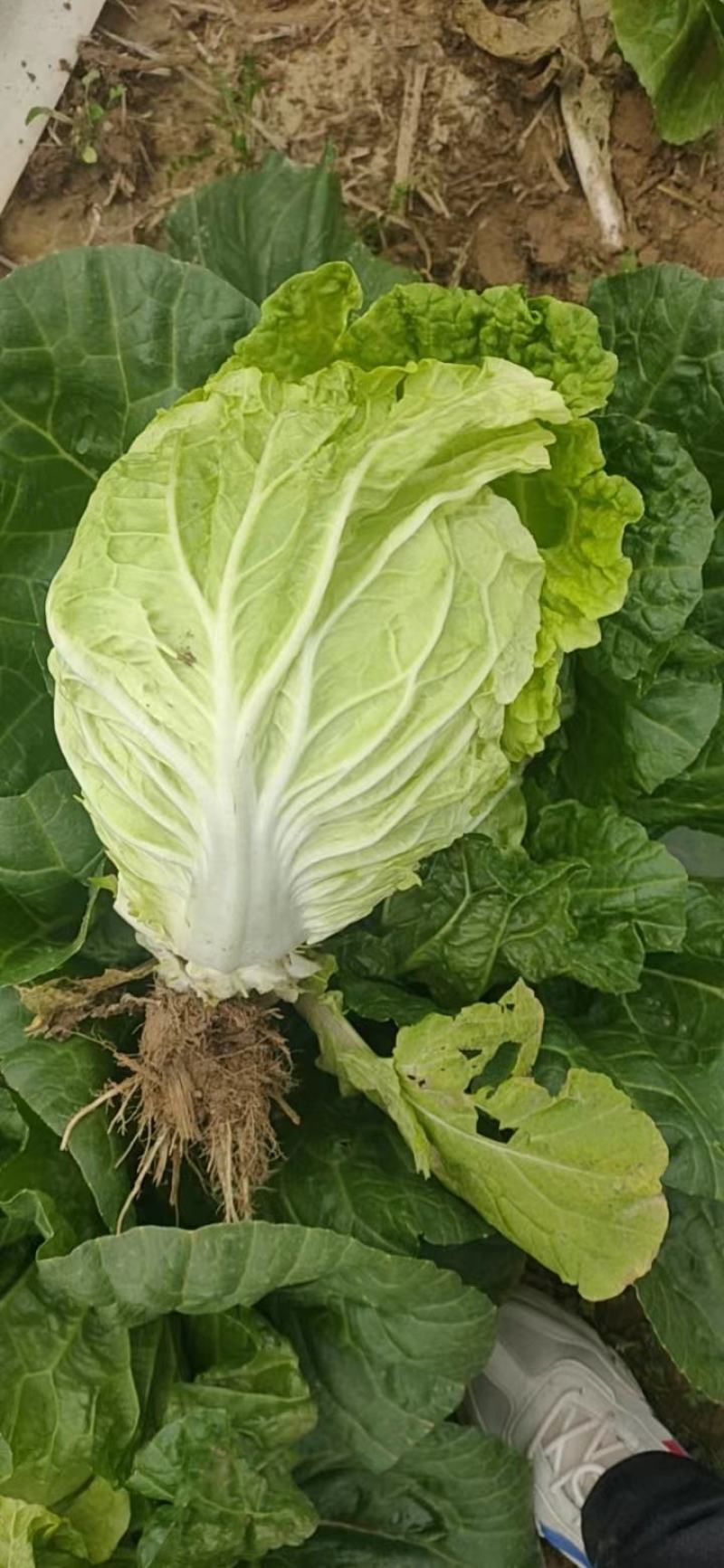 河南淮阳鸡腿白菜大量供应中，诚信合作，用心经营，顾客至上