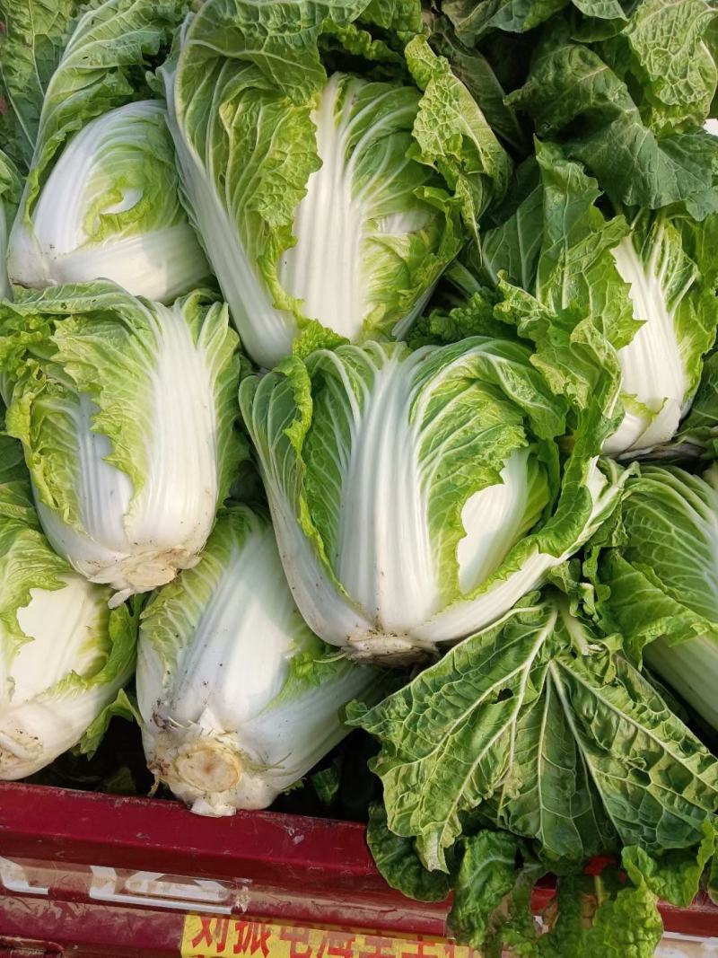河南淮阳鸡腿白菜大量供应中，诚信合作，用心经营，顾客至上