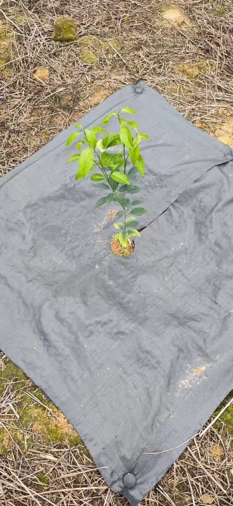 定制药材种植打孔防草布，整卷打孔防草布，单张打孔防草布，