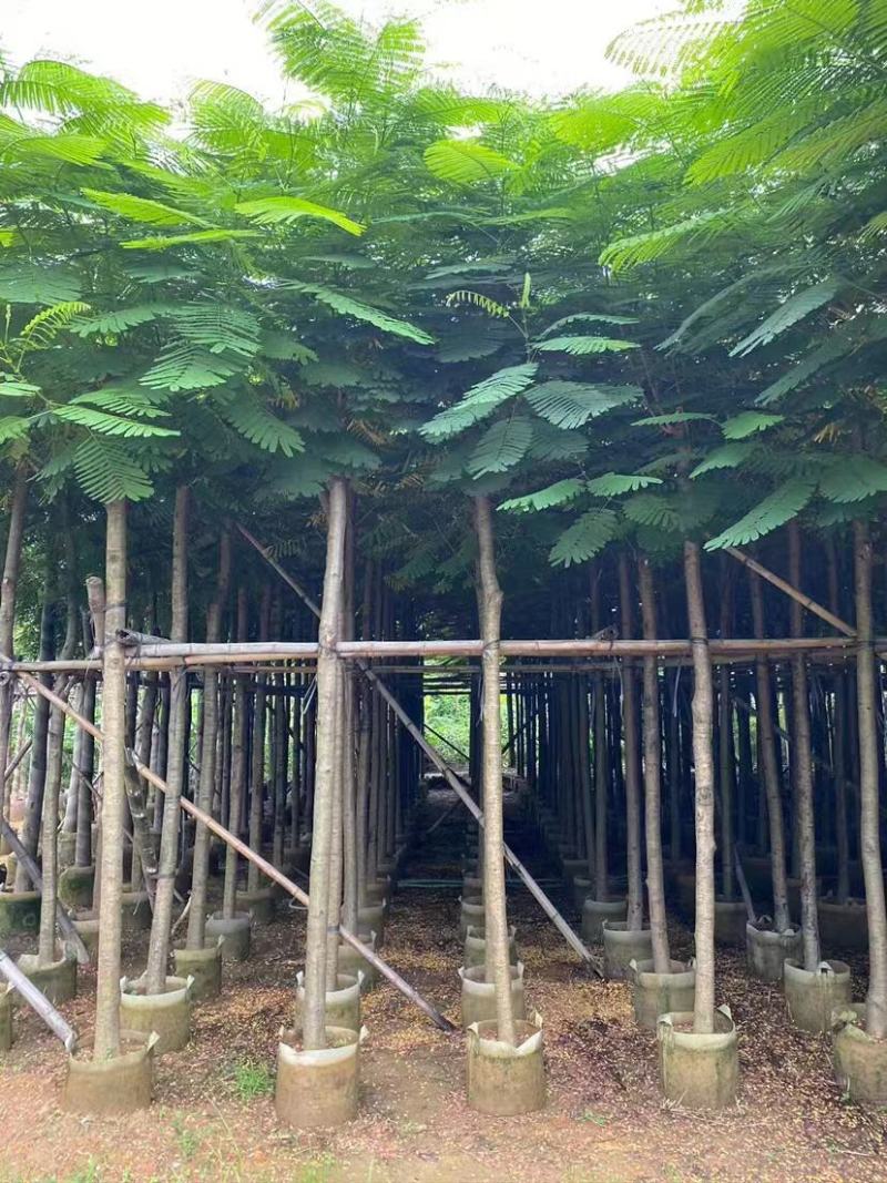 凤凰木苗