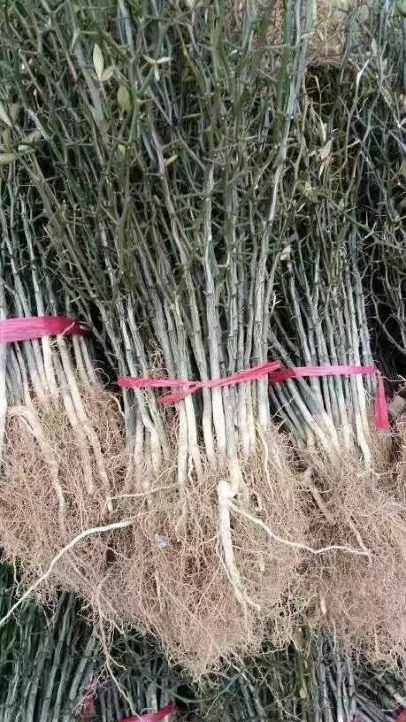 枸橘苗