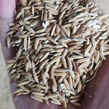 江西九江新黄花粘