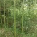 高原玫瑰