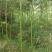 高原玫瑰