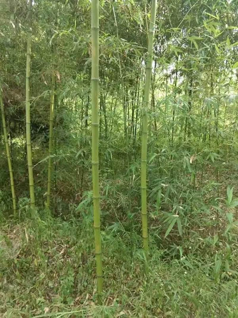 高原玫瑰