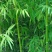高原玫瑰
