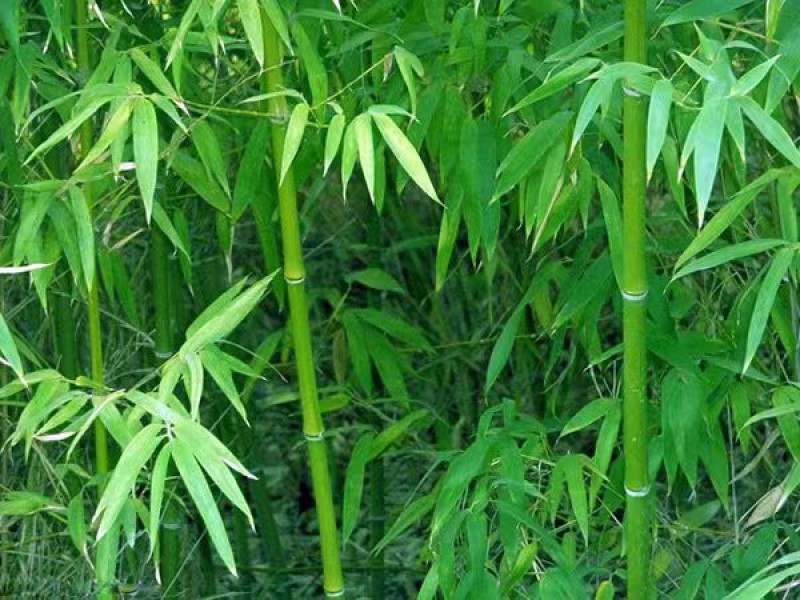 高原玫瑰