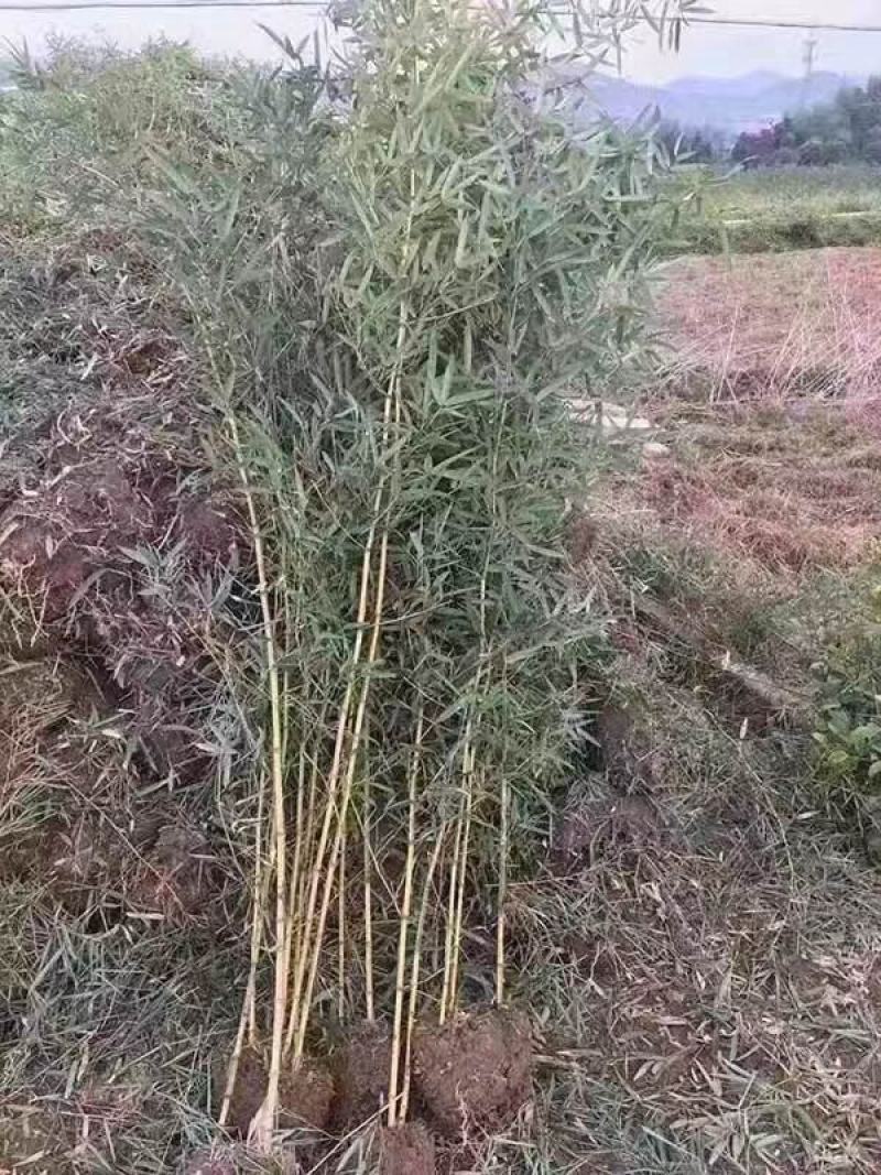 高原玫瑰