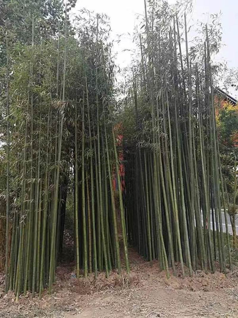 高原玫瑰
