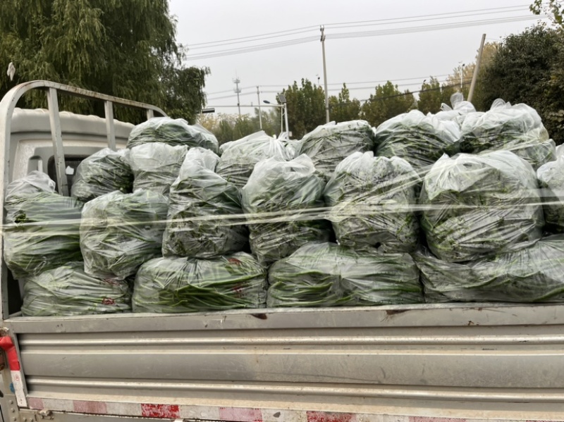 线椒，鲜辣椒，黑条线，青条线，顺直长，大量上市一手货源。