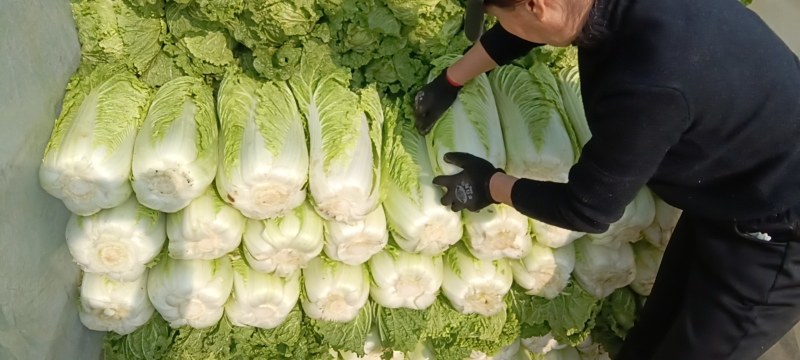 大白菜！！！种植基地北京新三号上市，翠绿，无虫眼，无烧心