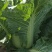 大白菜！！！种植基地北京新三号上市，翠绿，无虫眼，无烧心