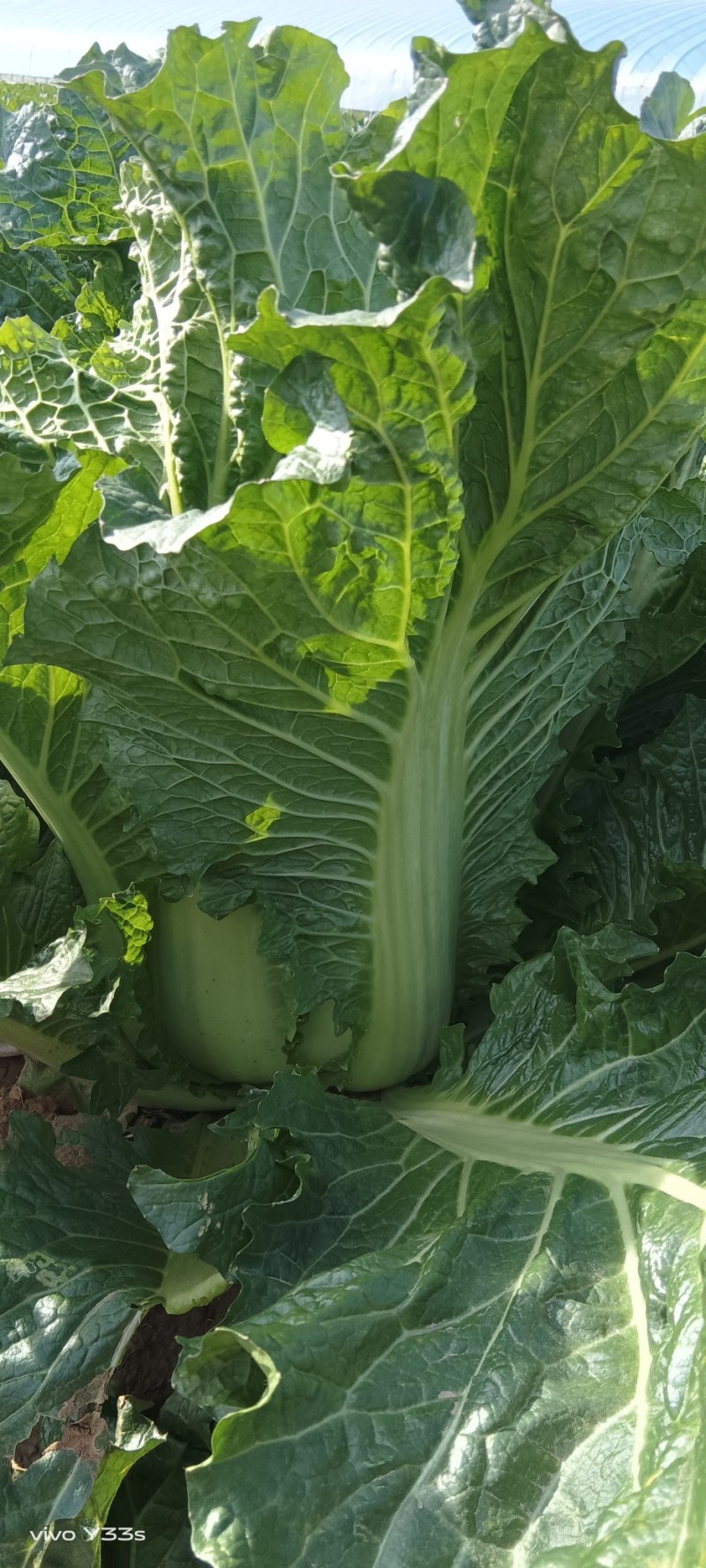 大白菜！！！种植基地北京新三号上市，翠绿，无虫眼，无烧心