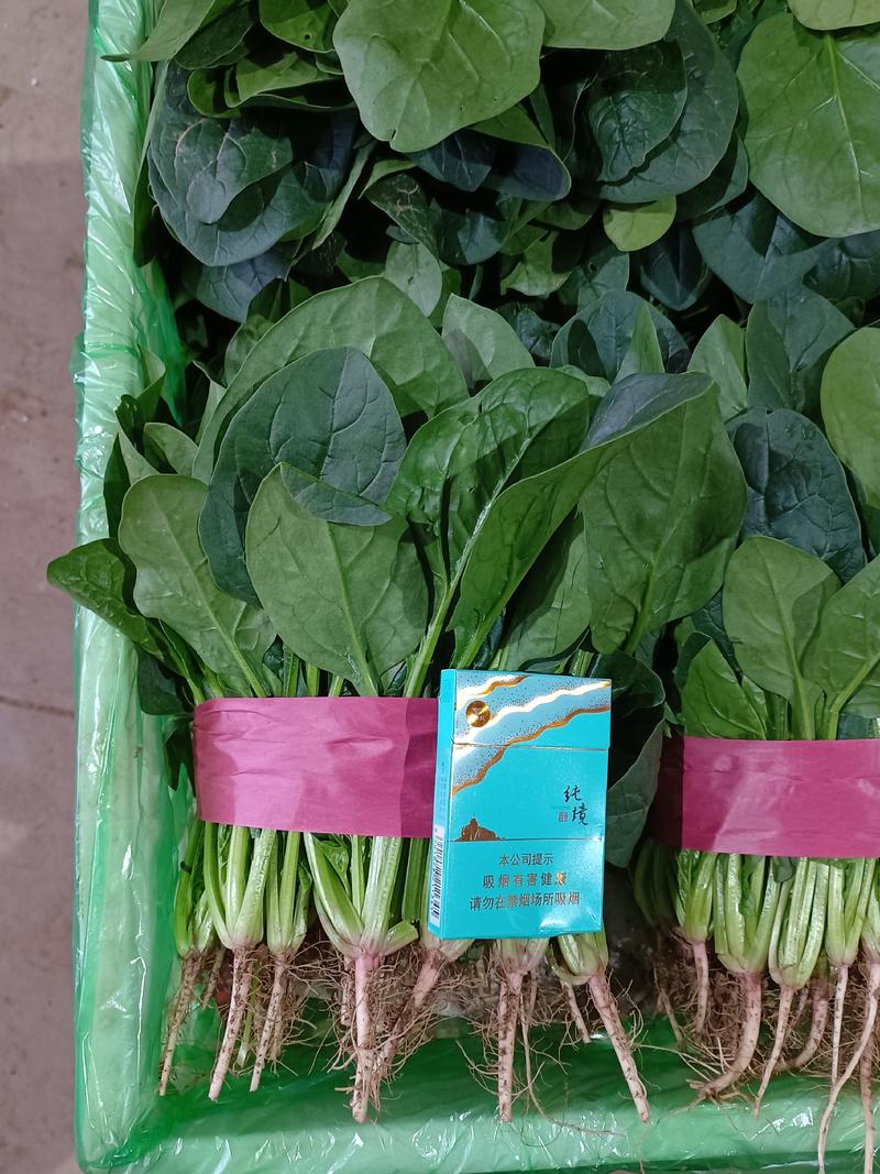 河北精品大叶菠菜颜色绿大量上市产地直发，质量保障现货现发