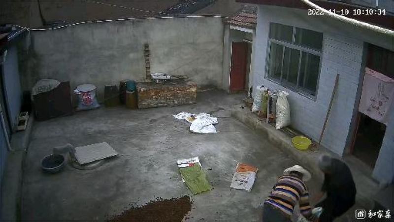 桃之乡的野生山桃核