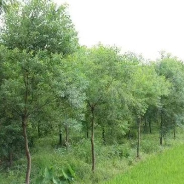 红乌桕