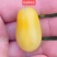 包邮，6种圣女果苗，每种50颗，300颗发货。可以试种！