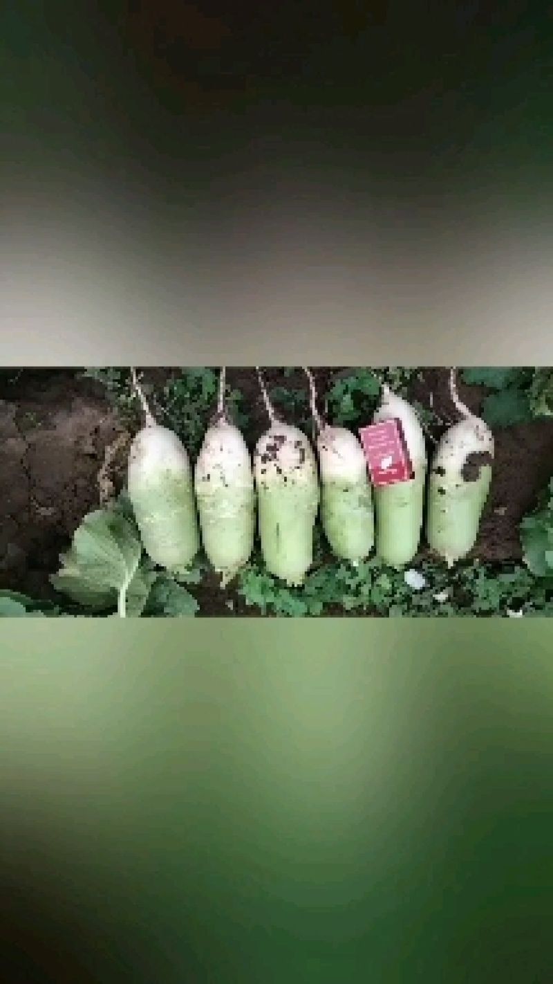 河南青头萝卜，保质保量，视频看货，线上保障交易