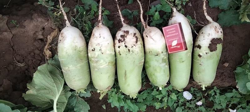 河南青头萝卜，保质保量，视频看货，线上保障交易