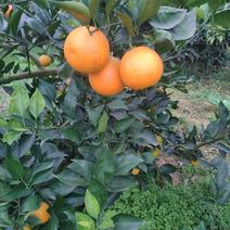 血橙，资中的塔罗科血橙品质保证说欢迎咨询合作