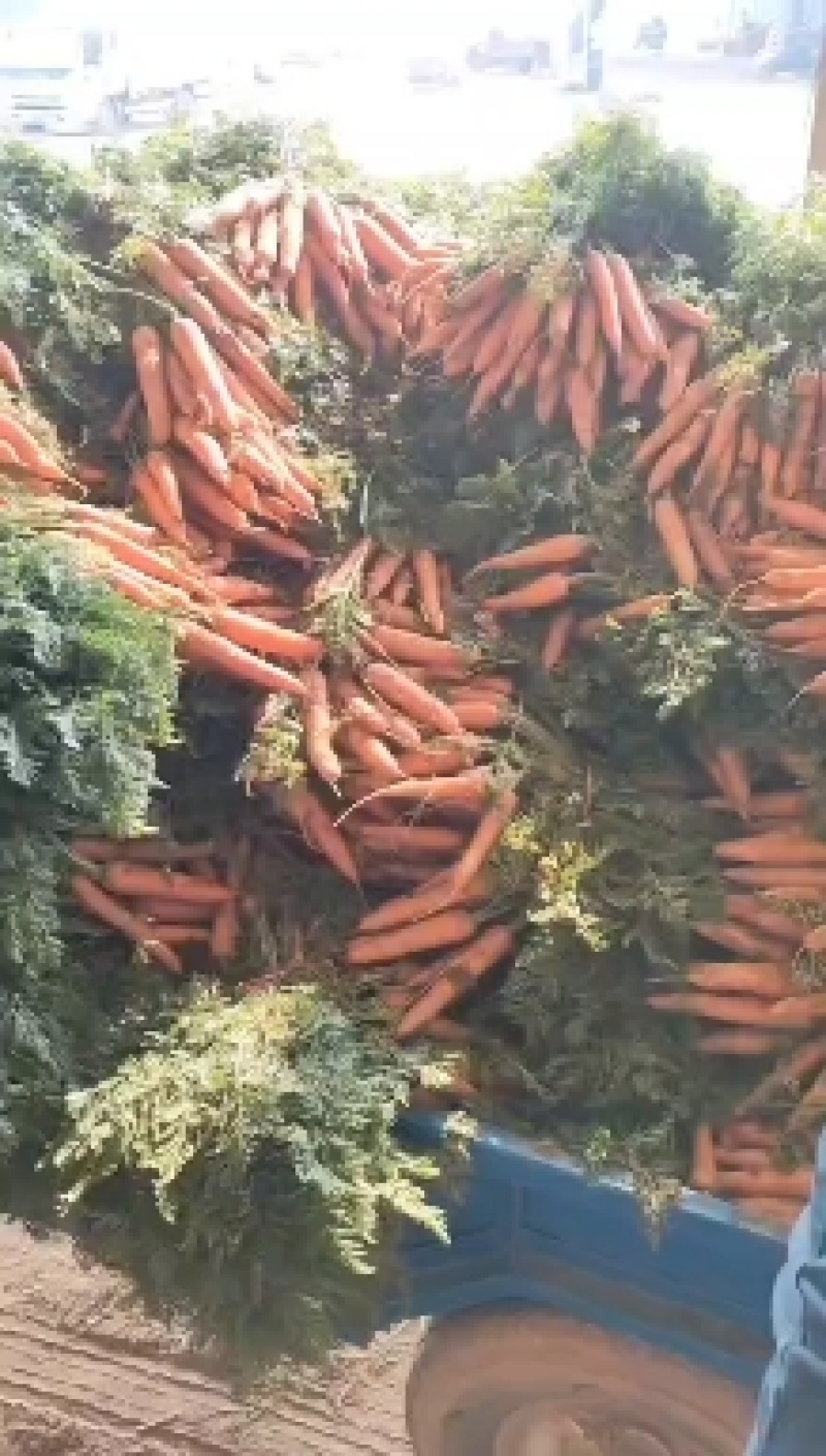 开封胡萝卜精品三红胡萝卜大量上货一手货源价格实惠