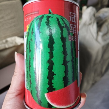 大果型花皮西瓜种子冠军868长椭圆形抗病高产大红瓤