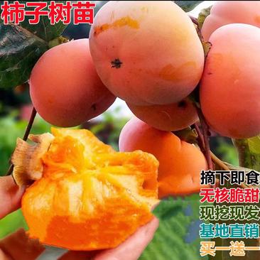 脆甜柿子树苗太秋阳丰次郎包品种好成活