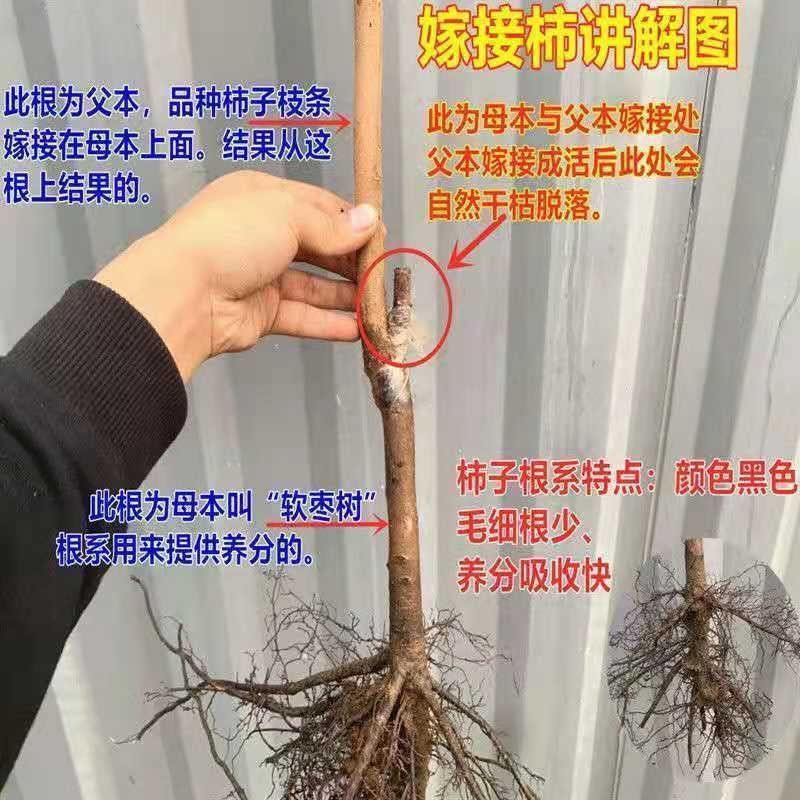 脆甜柿子树苗太秋阳丰次郎包品种好成活