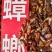 蟑螂，药材蟑螂，基地直发，一手货源，欢迎采购