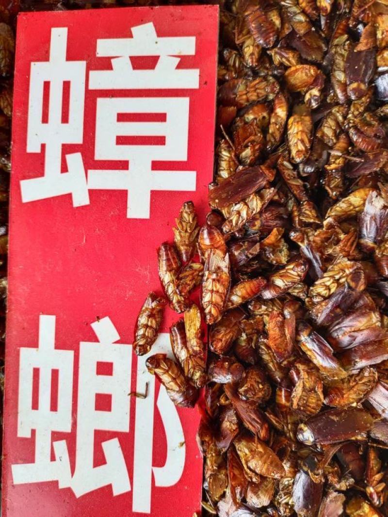 蟑螂，药材蟑螂，基地直发，一手货源，欢迎采购