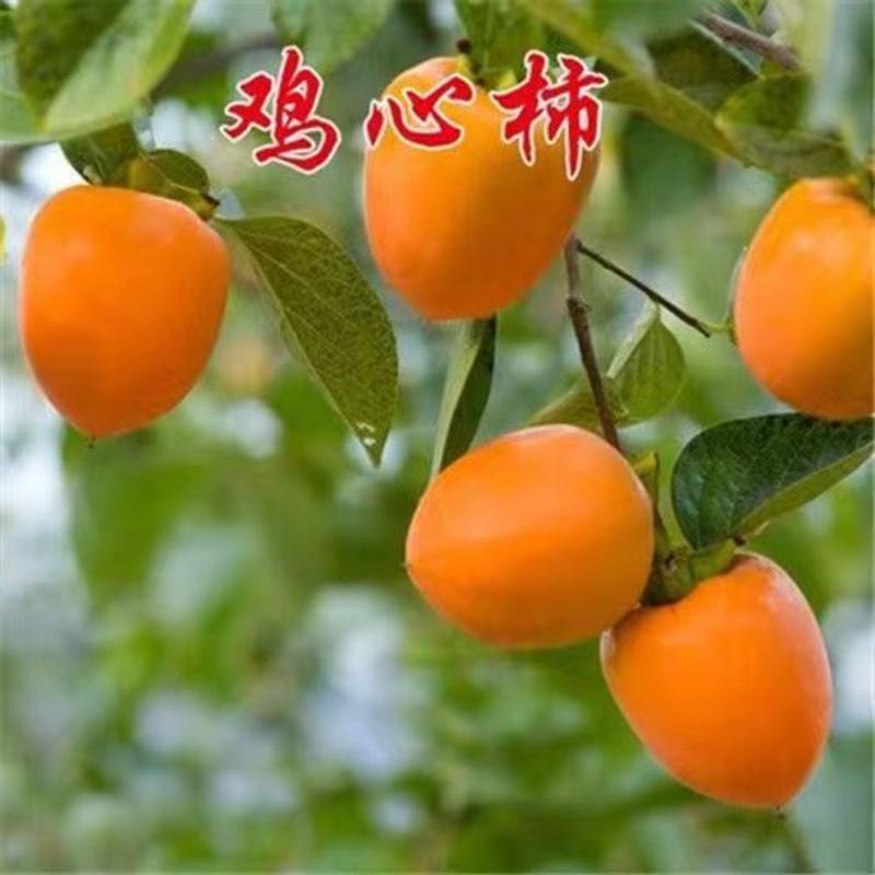 脆甜柿子树苗太秋阳丰次郎包品种好成活