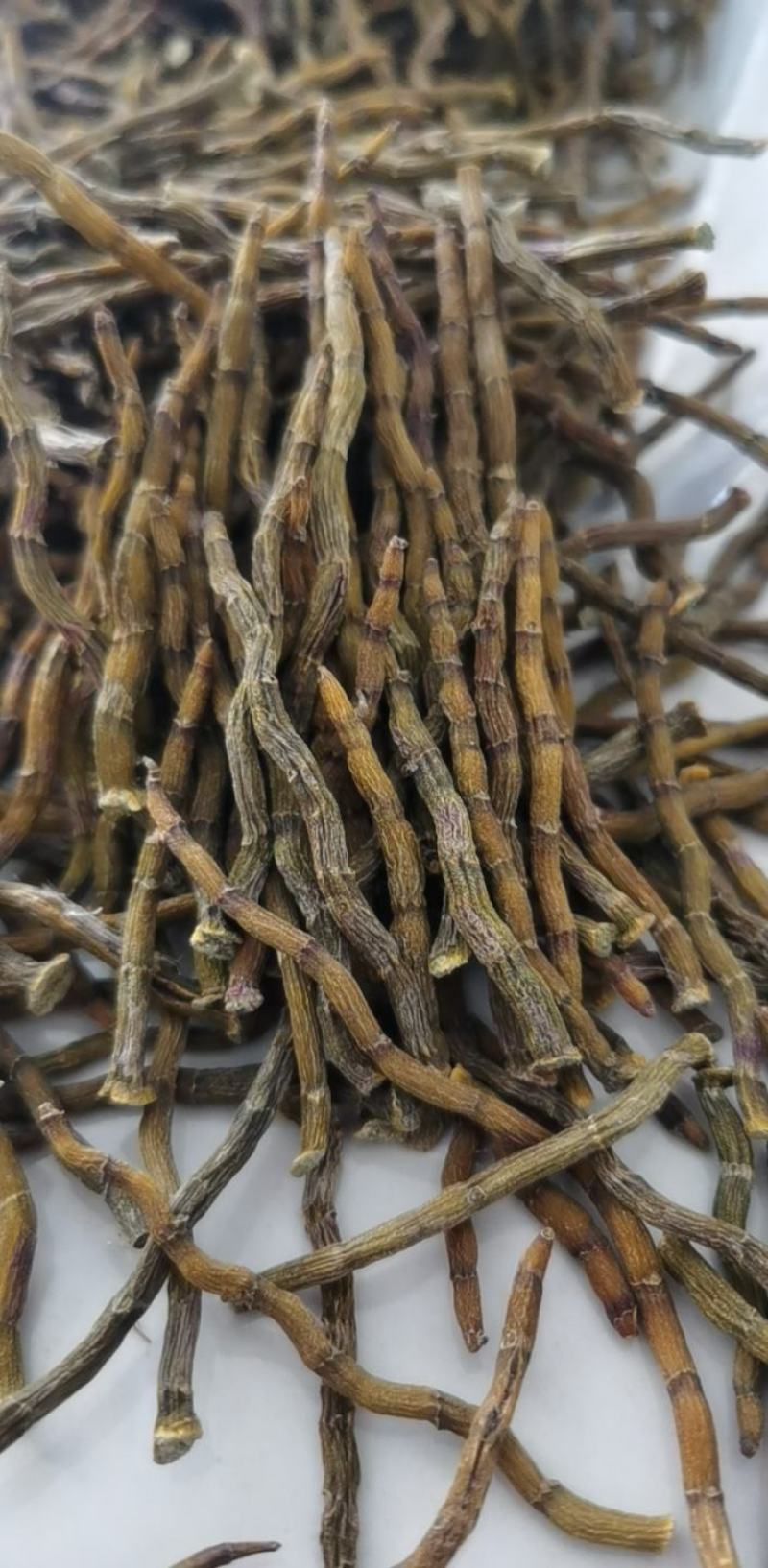 《爆胶》铁皮石斛短粗芽尖干条石斛中的精品