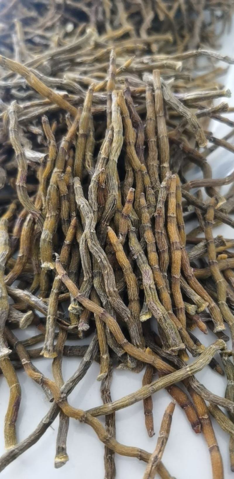 《爆胶》铁皮石斛短粗芽尖干条石斛中的精品