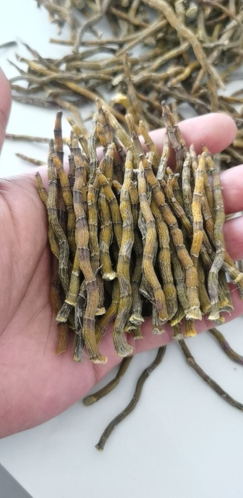 《爆胶》铁皮石斛短粗芽尖干条石斛中的精品