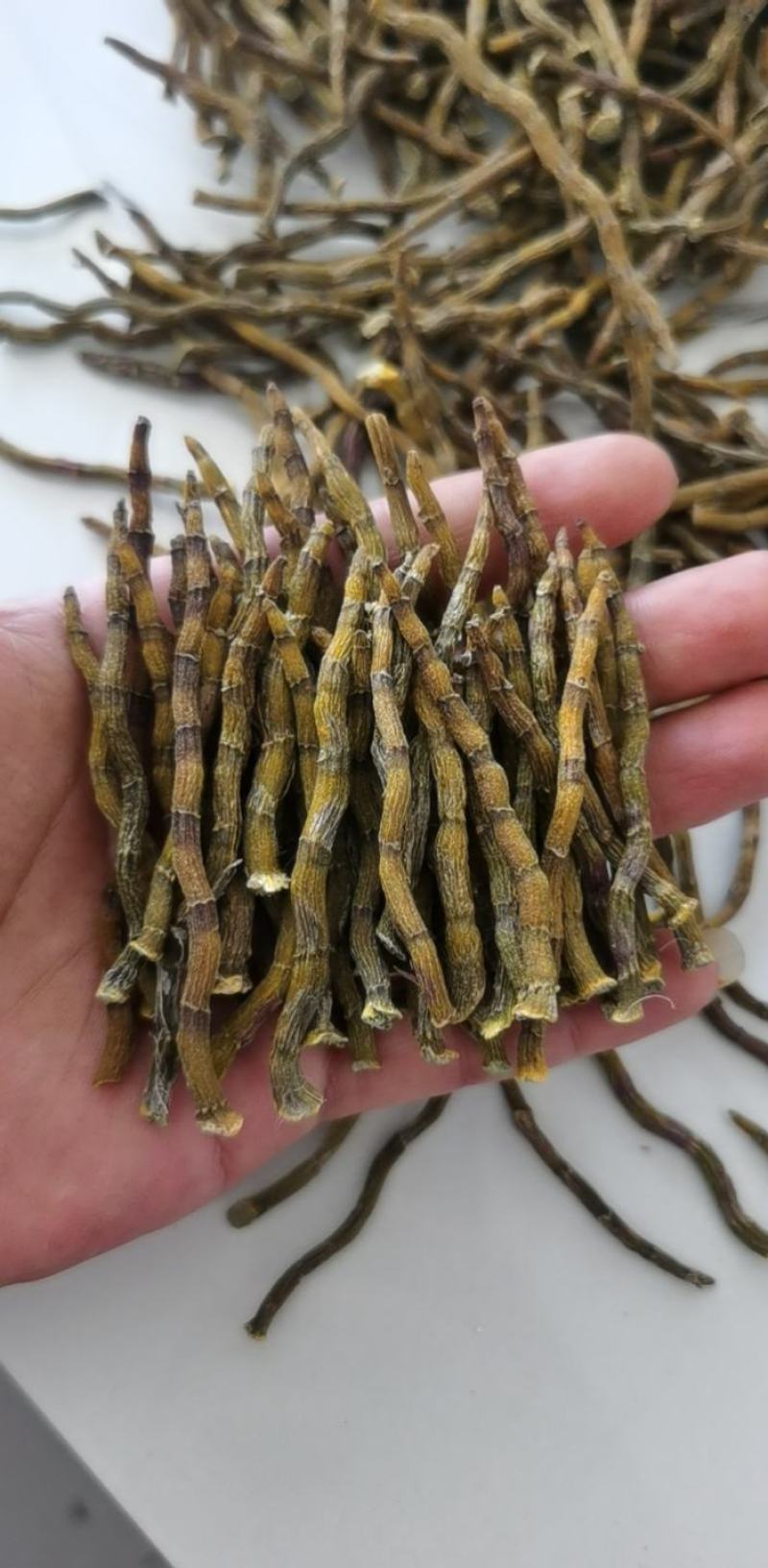 《爆胶》铁皮石斛短粗芽尖干条石斛中的精品