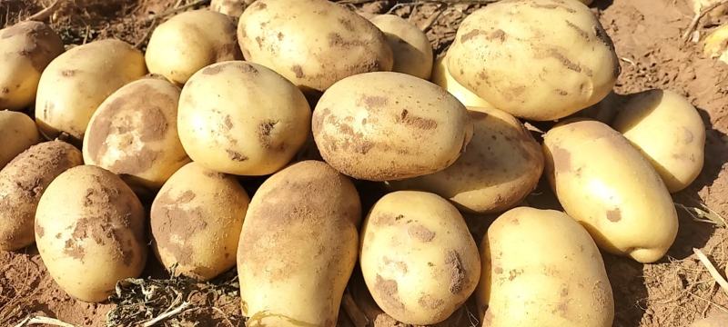 正在热销沙地V7黄心土豆