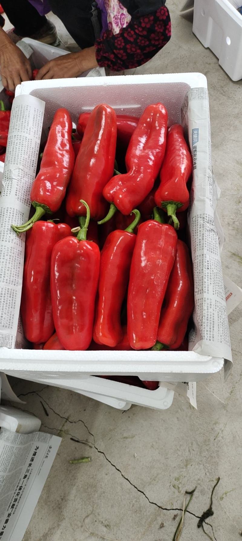 精品红椒马鞍山基地直供质量保证一手货源对接商超市场
