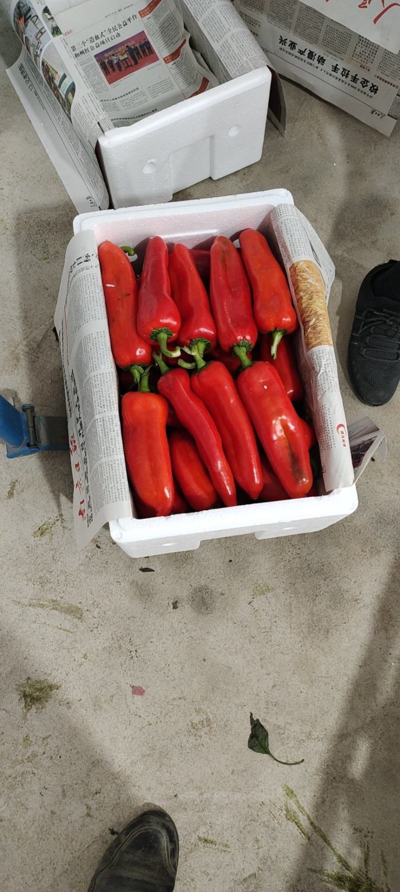 精品红椒马鞍山基地直供质量保证一手货源对接商超市场