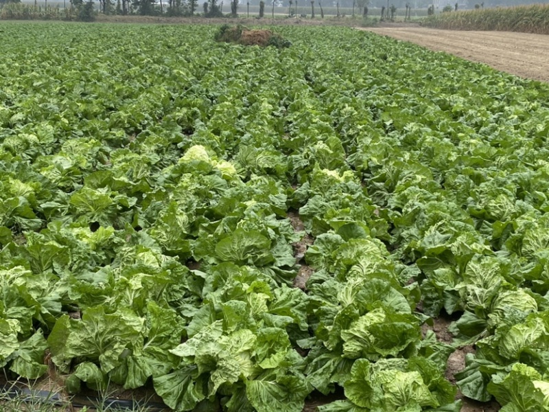 白菜大量上市，产地直销，常年供应精品大白菜。