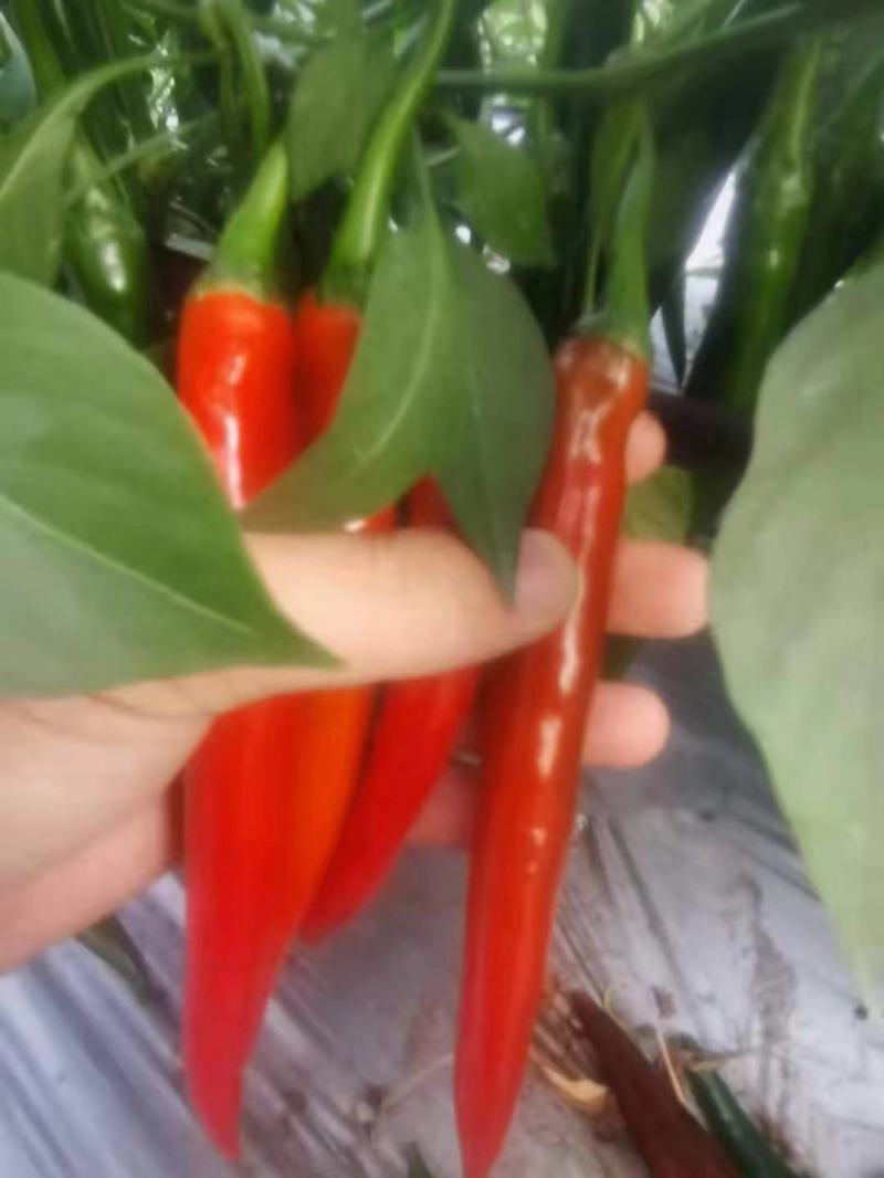 广西红美人椒