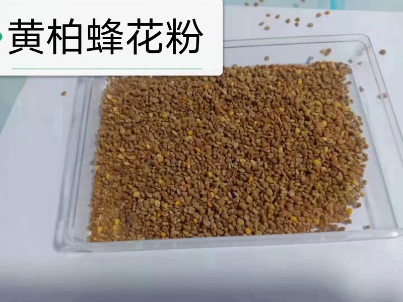 山猕猴桃蜂花粉，深山老林的猕猴桃树的蜂花粉